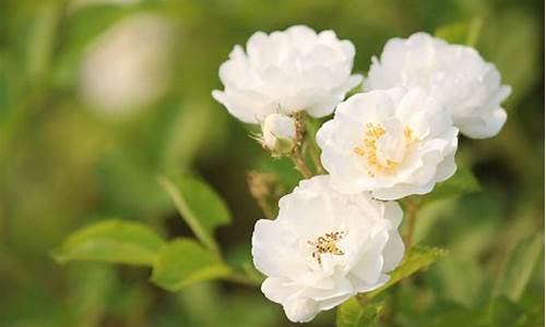白蔷薇花语及代表意义_白蔷薇花语及代表意义和象征
