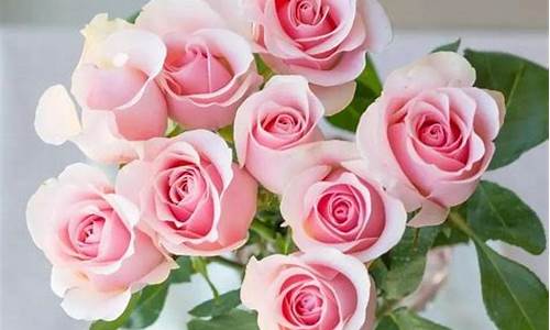 粉色玫瑰花的寓意_粉色玫瑰花的寓意和花语