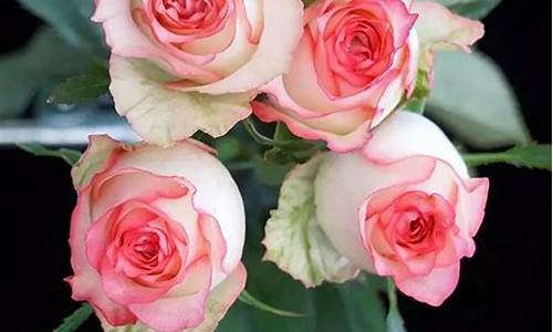 玫瑰花品种名字大全及花语_玫瑰花品种名字大全及花语图片