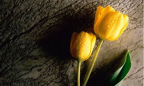 世界上十大花语最悲伤的花_花语是压抑绝望的花
