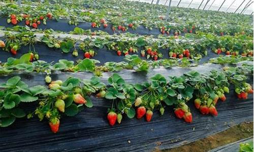 草莓种植时间_草莓种植时间和收获时间